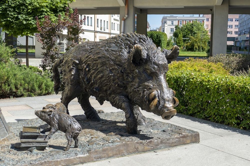 Dzik na postumencie.