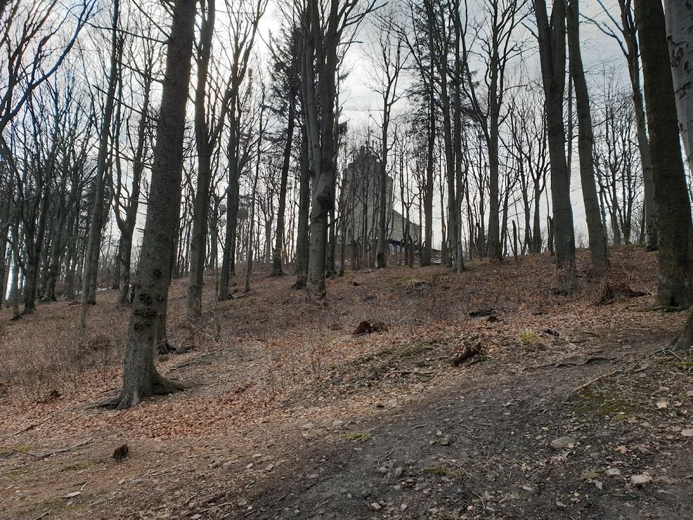 Nastrojowe drzewa nastrojowe w mgle leśnej.