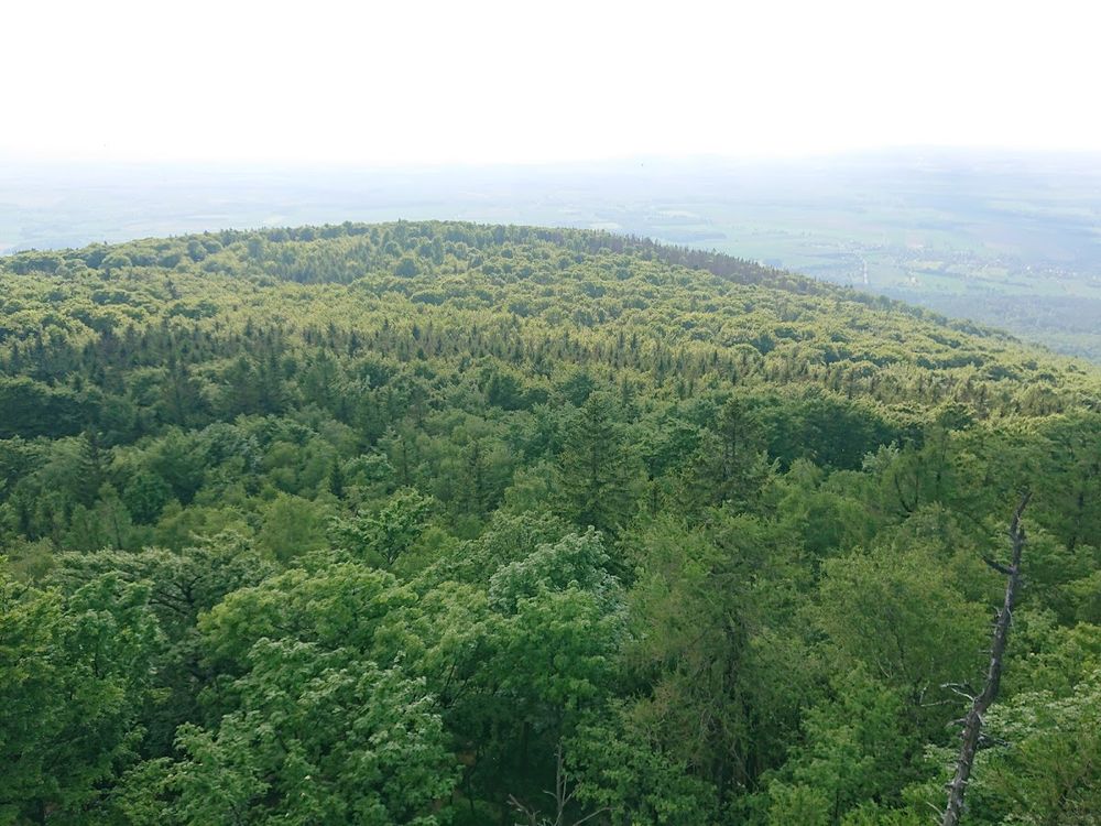 Zimowy krajobraz z dębami.