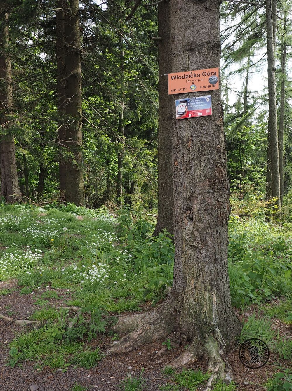 Detale szlaku leśnego w stronę Włodzickiej Góry pod śniegiem.