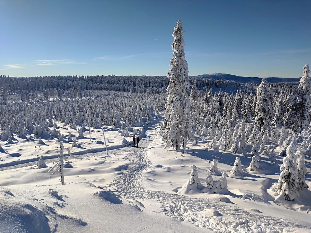 Zimowe promienie słońca przebijające się przez ośnieżone korony drzew w Górach Złotych.