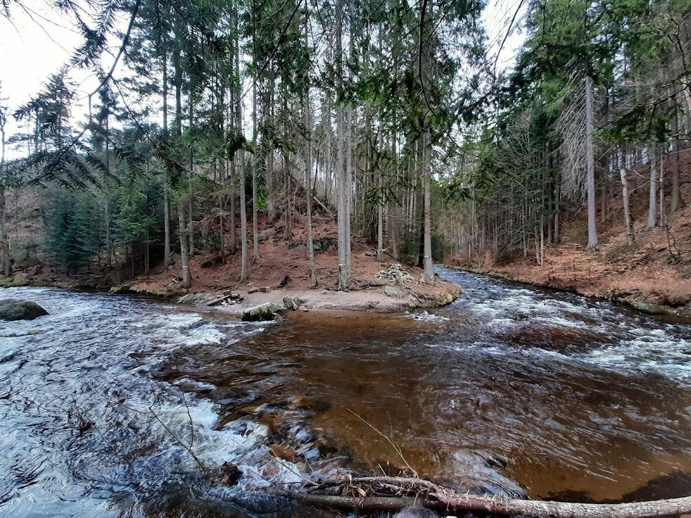 Zimowy las w Broumovskich Ścianach.