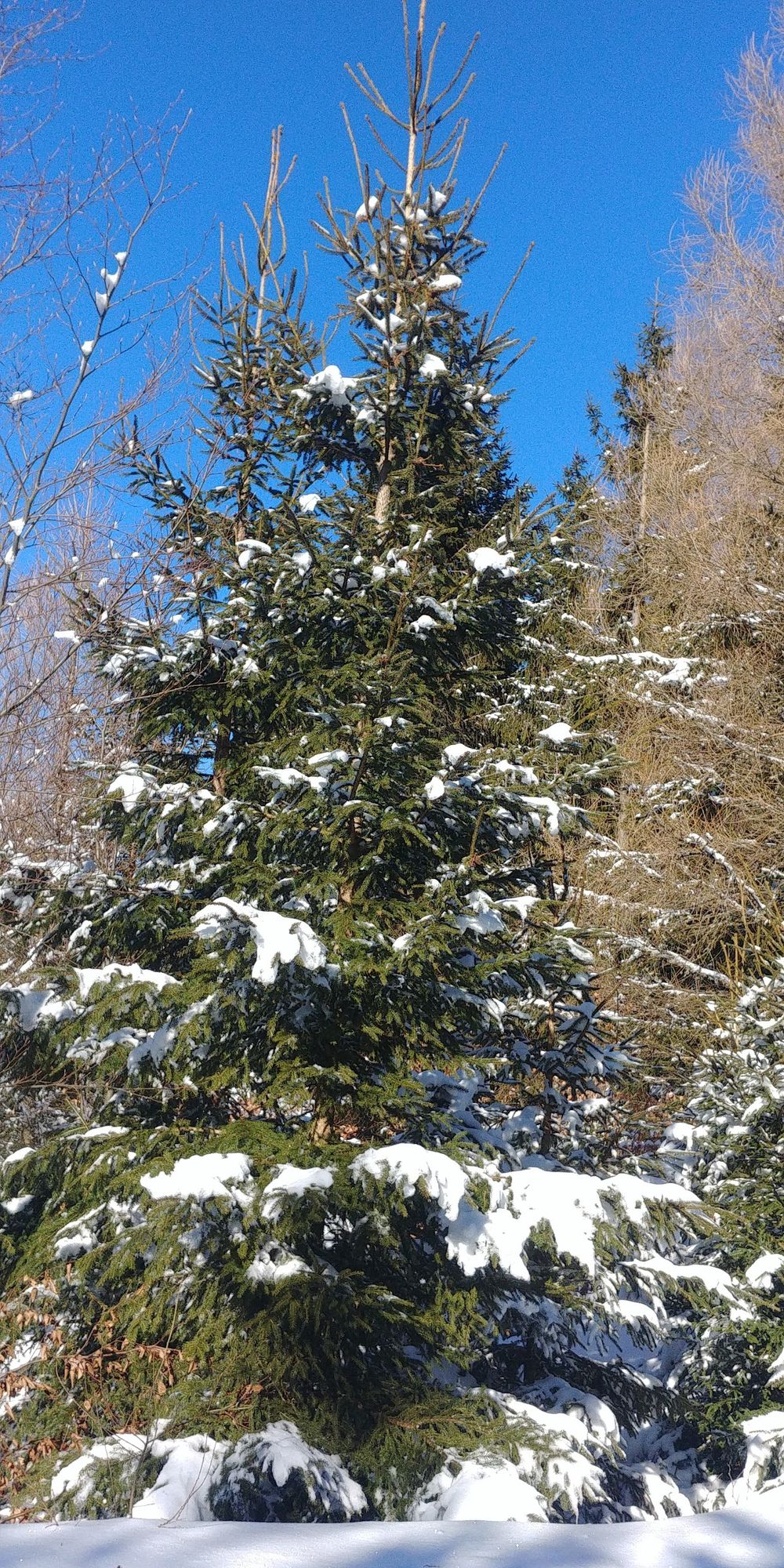 Zasypana śniegiem choinka o świcie na Rozdrożu Kowarskim.