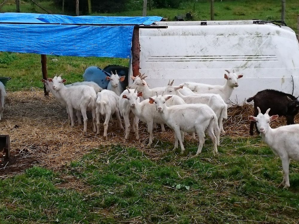 Wańczykówka: Ekologiczne sery i agroturystyka z pasją