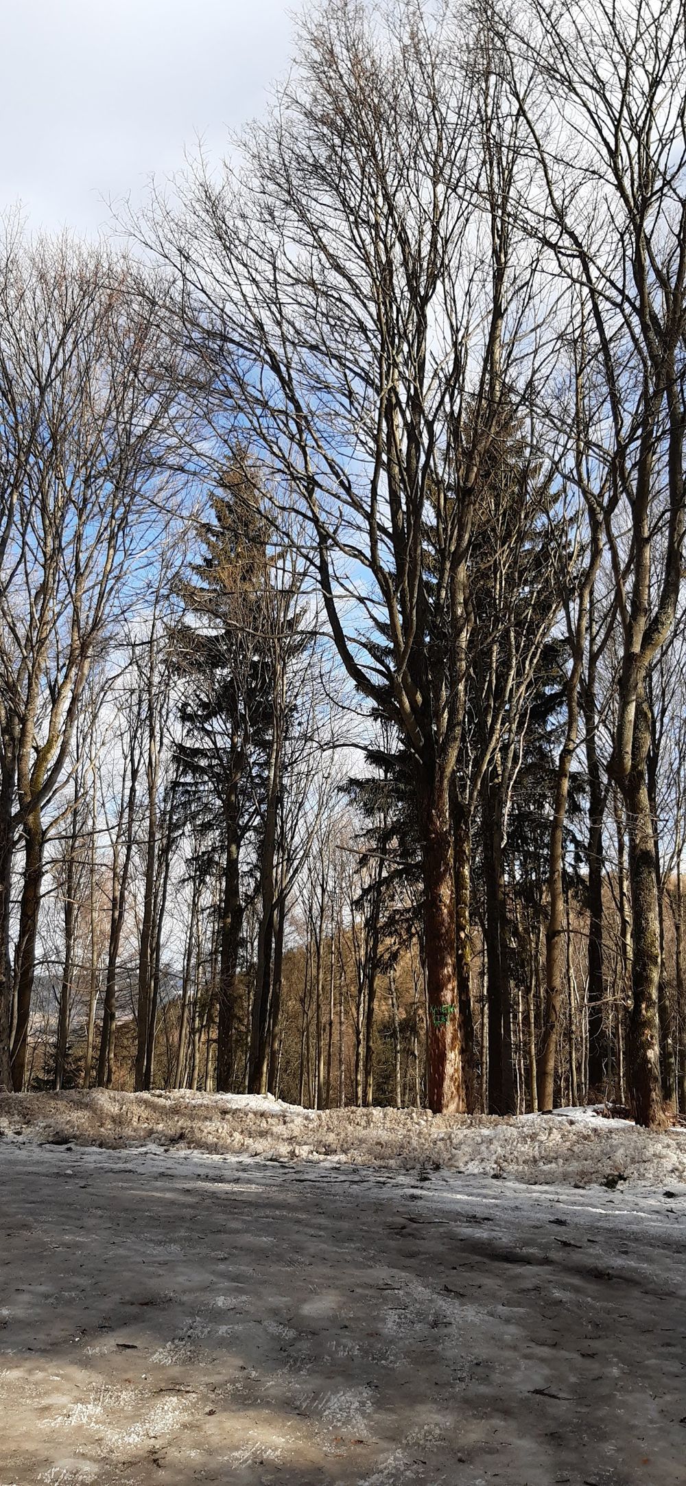 Zimowa droga w lesie pod niebem pod słońcem o świcie pod dębem.