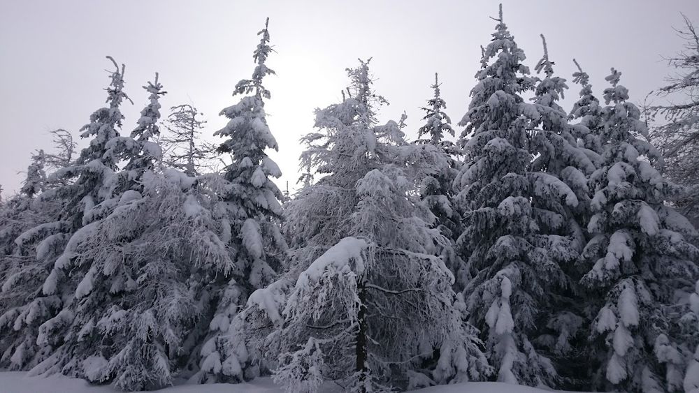 Stacja Narciarstwa Biegowego Spalona: Twoja kolejna zimowa przygoda