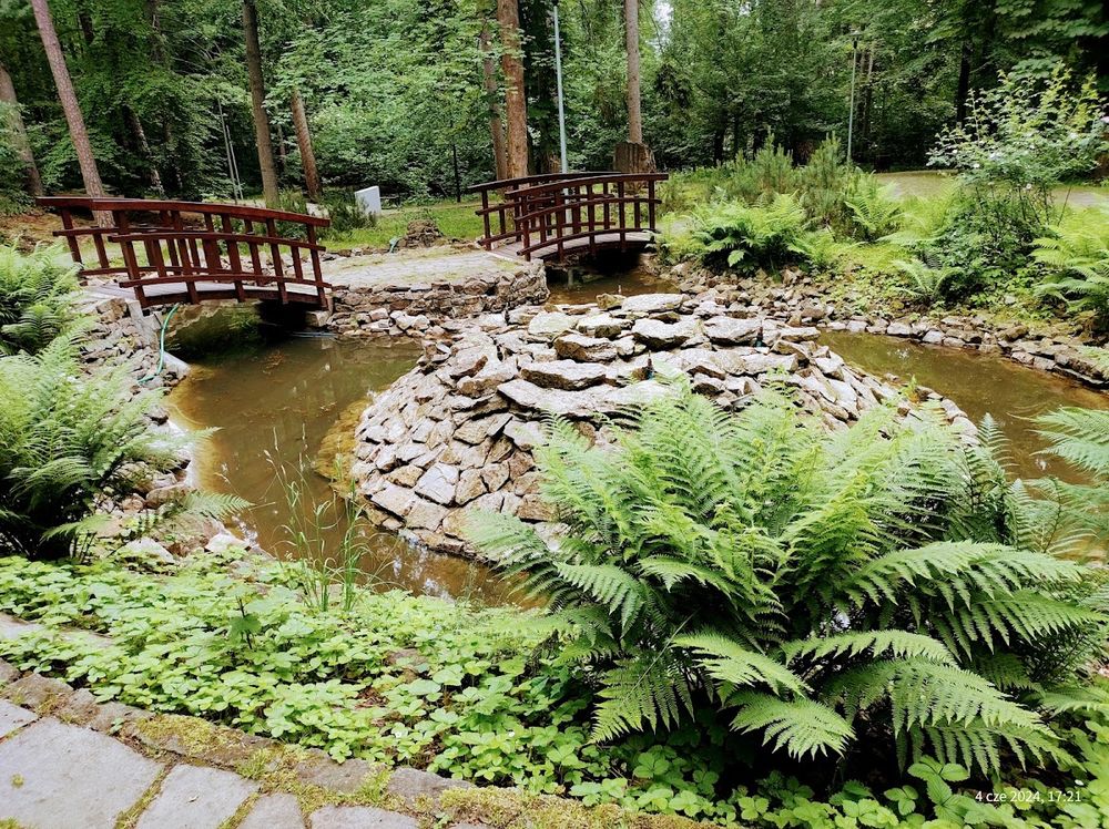 Małe oczko wodne otoczone paprociami w ogrodzie.