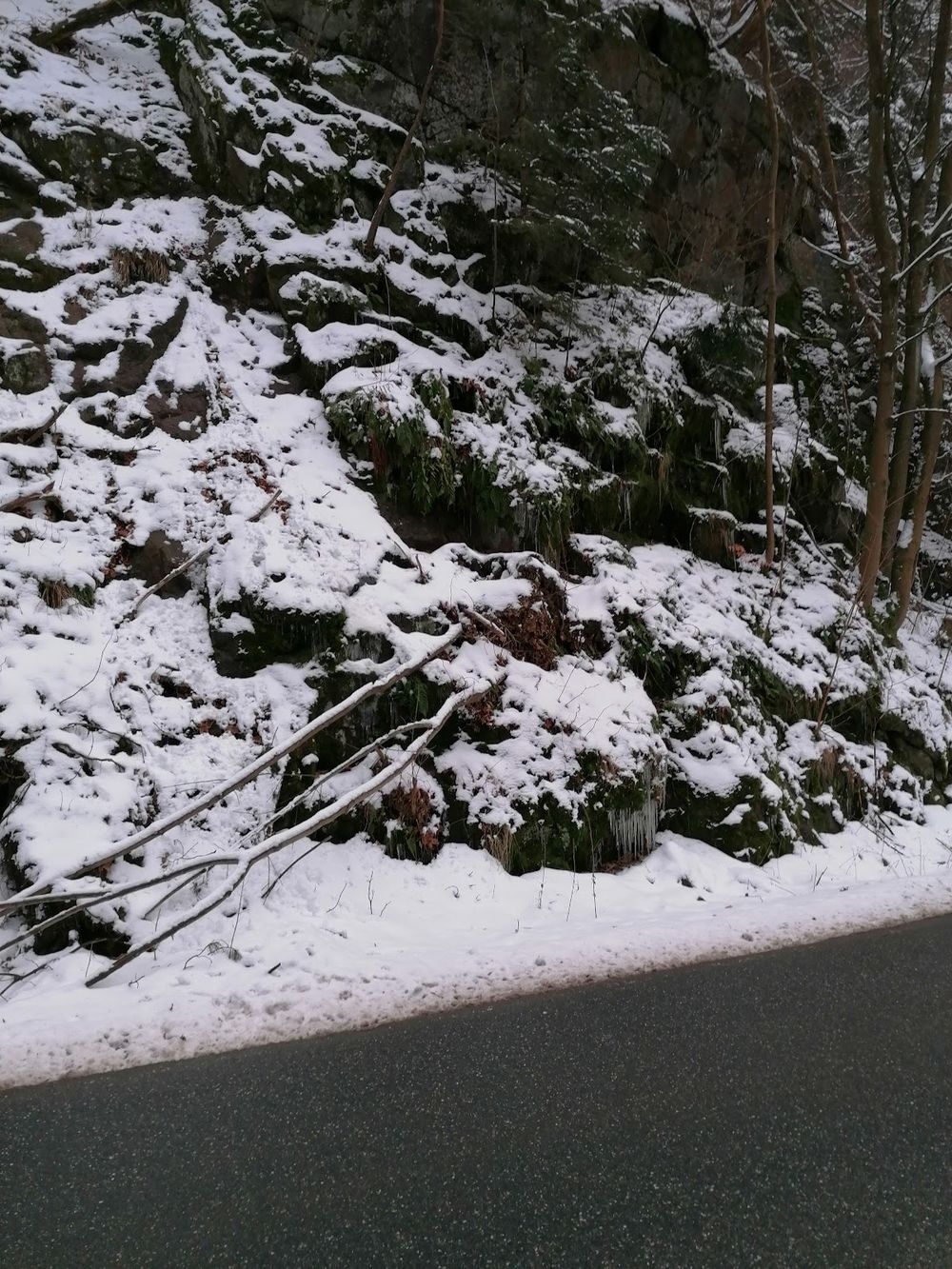 Zasypana śniegiem droga leśna prowadząca w stronę Czerwonych Skał.