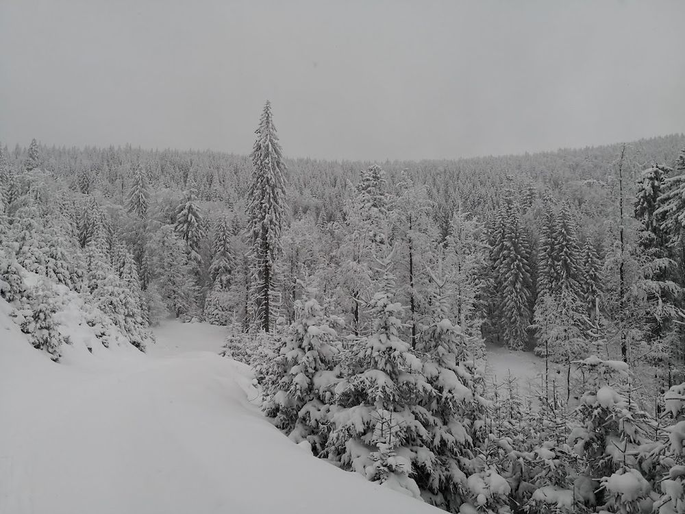 Gęsty las w Górach Bialskich pokryty grubą warstwą szadzi w zimowym słońcu.
