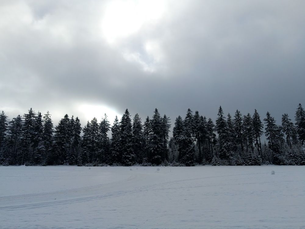 Ośnieżone choinki o świcie pod niebem o świcie pod słońcem pod dębem.