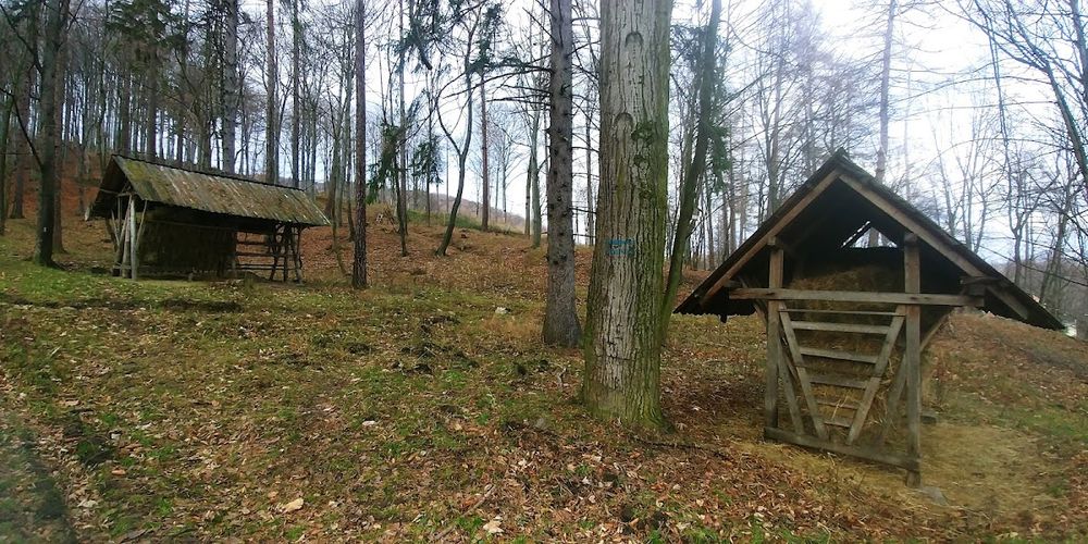 Ucieczka od zgiełku: Zimowy spacer w Paśnik dla dzikiej zwierzyny w Bielawie