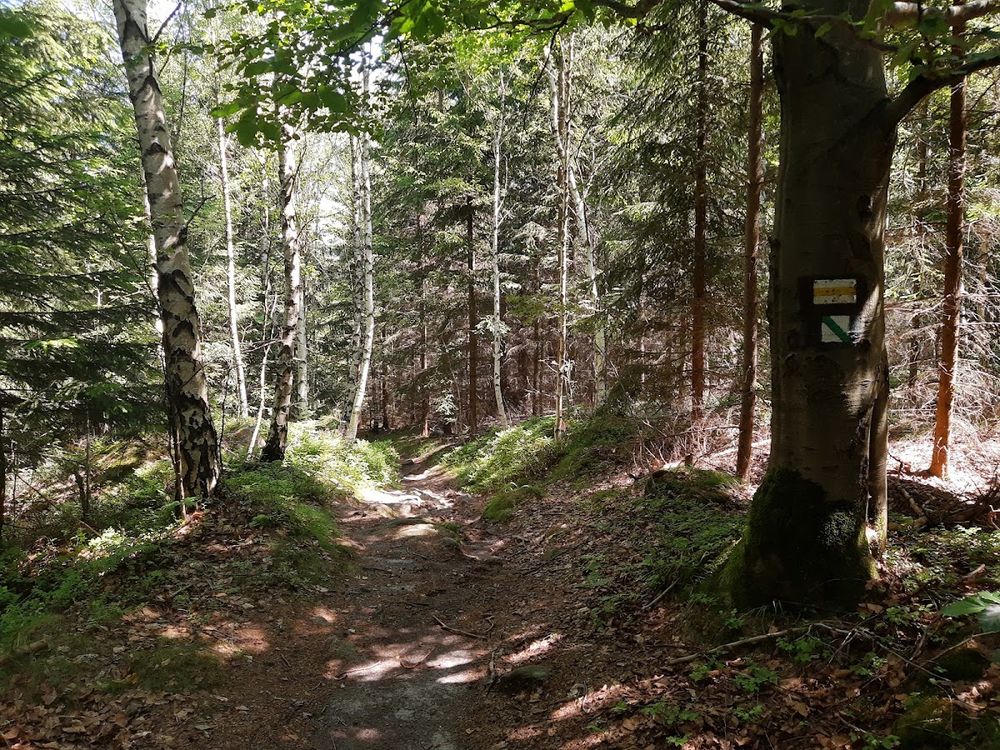 Zimowy las w pełnym słońcu