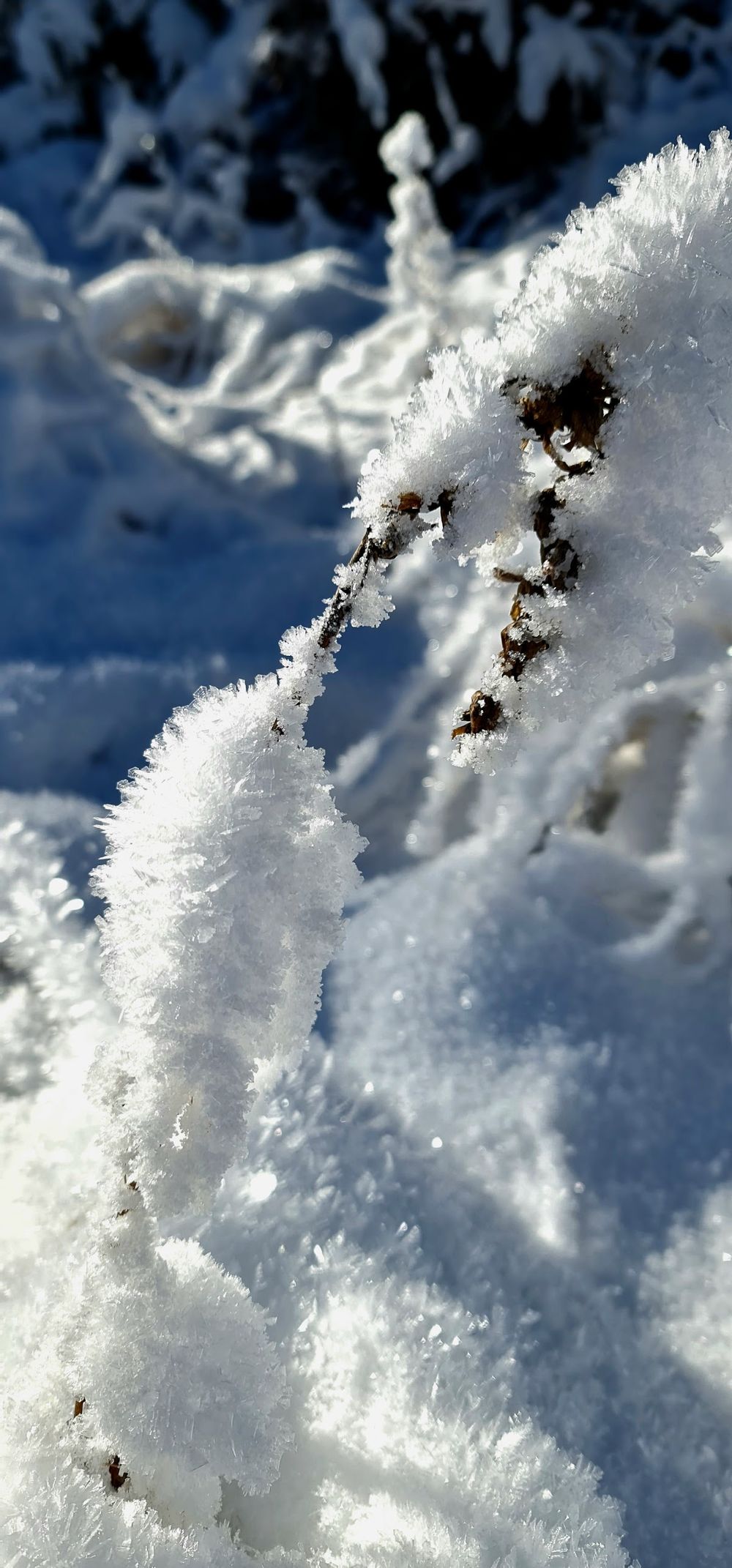 Zasypane śniegiem drzewo o świcie pod niebem o świcie pod słońcem.