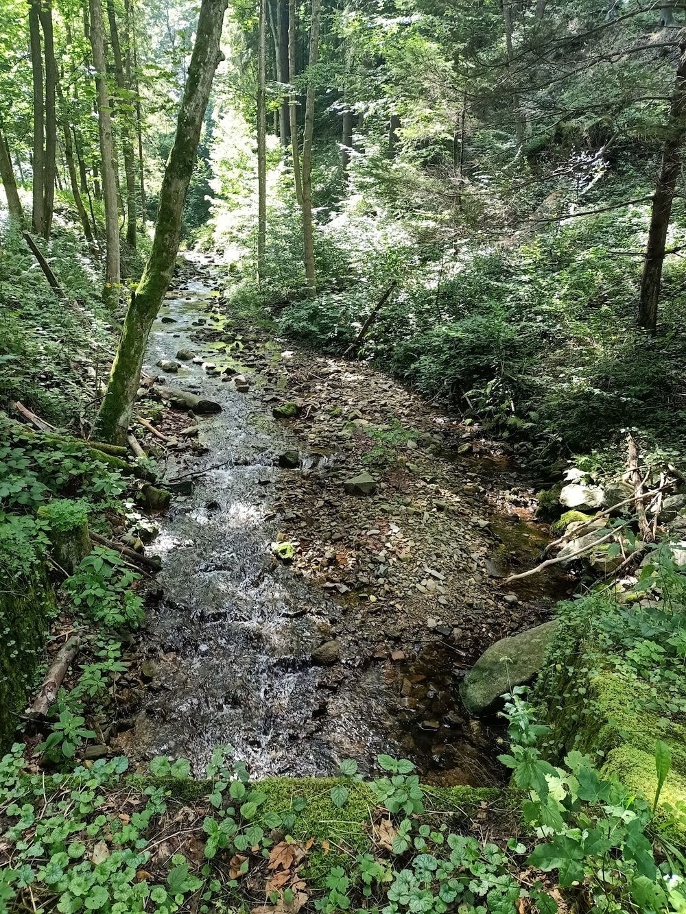 Nastrojowy mały wodospad leśny o krystalicznej wodzie pośród skał.