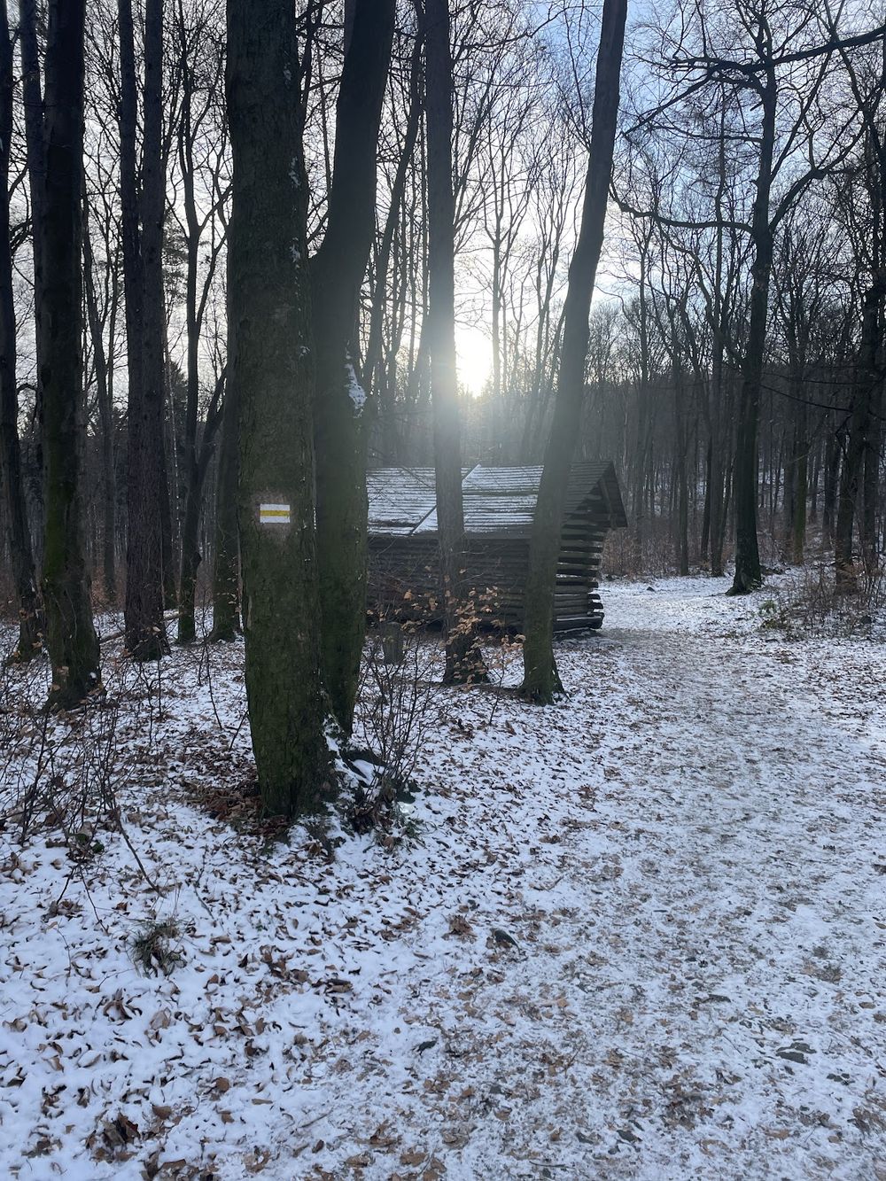 Zimowy las wokół wiaty.