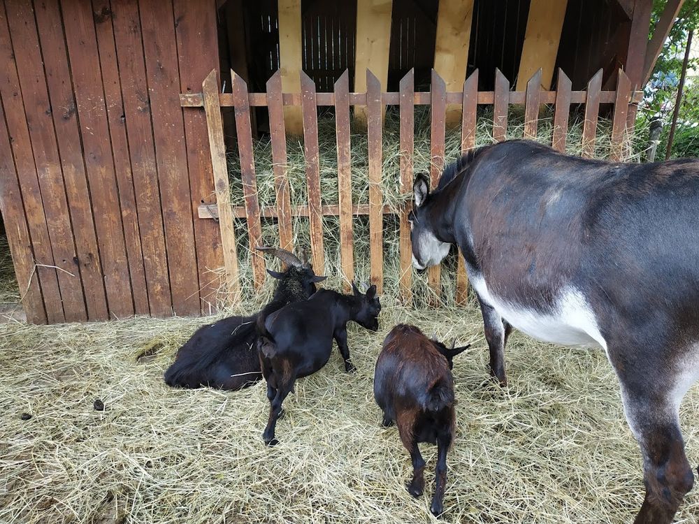 Minizoo Rokytnice: Zimowe spotkanie ze zwierzętami