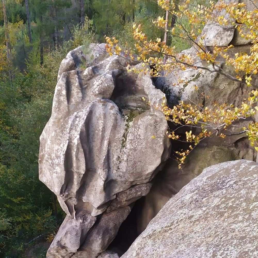 Dziwaczna formacja skalna o porowatej strukturze w sercu lasu.