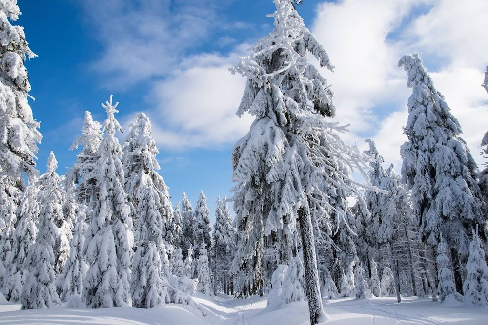 Las na Przełęczy Jugowskiej pokryty grubą warstwą szronu pod niebiem.