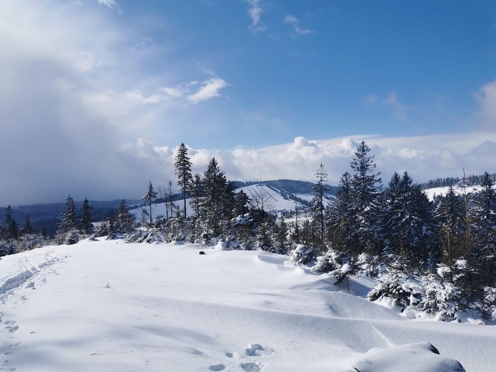 Zasypane śniegiem choinki wzdłuż trasy wyciągu w Rzeczce.