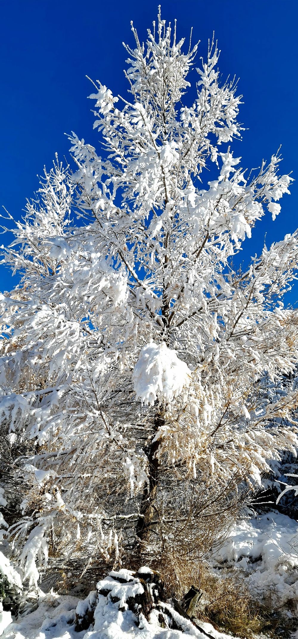Drzewa pokryte grubą warstwą szronu pod niebem o świcie pod słońcem.