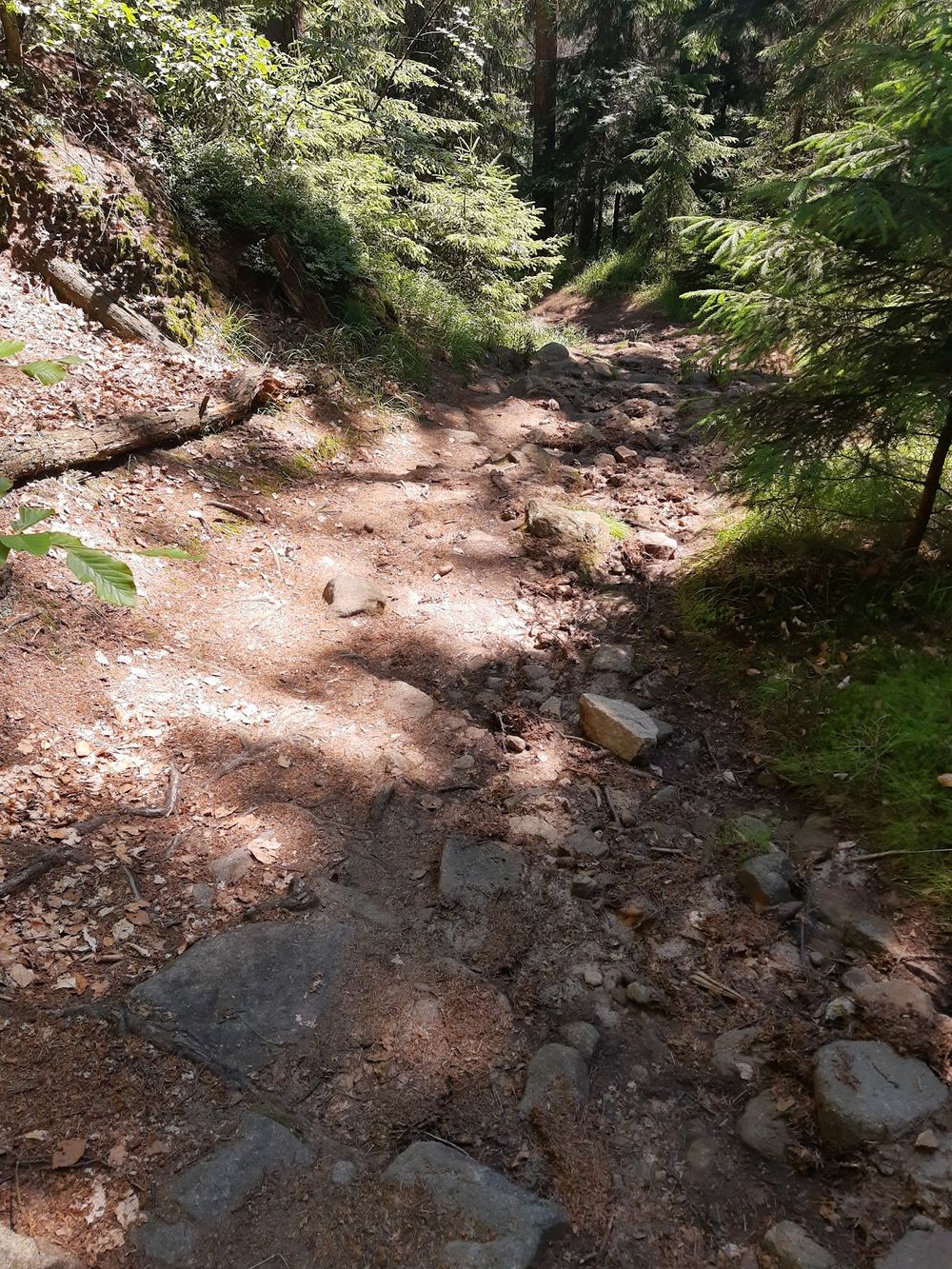 Zimowy szlak przez Las Bjedec