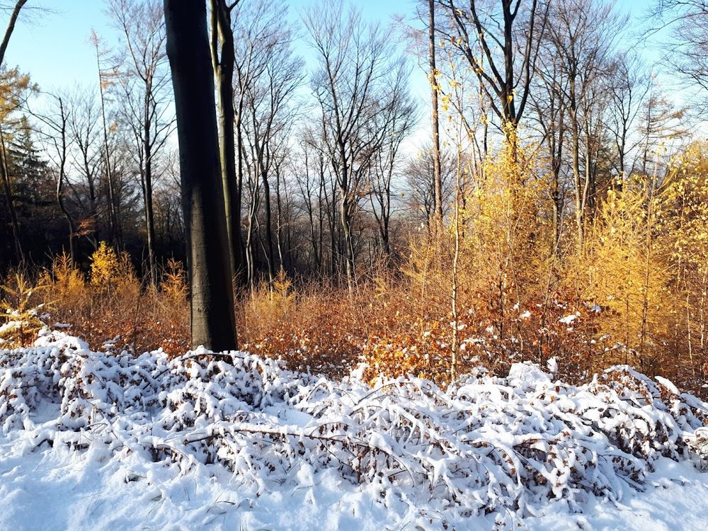 Polana z Dębami: Pomnik przyrody i miejsce relaksu