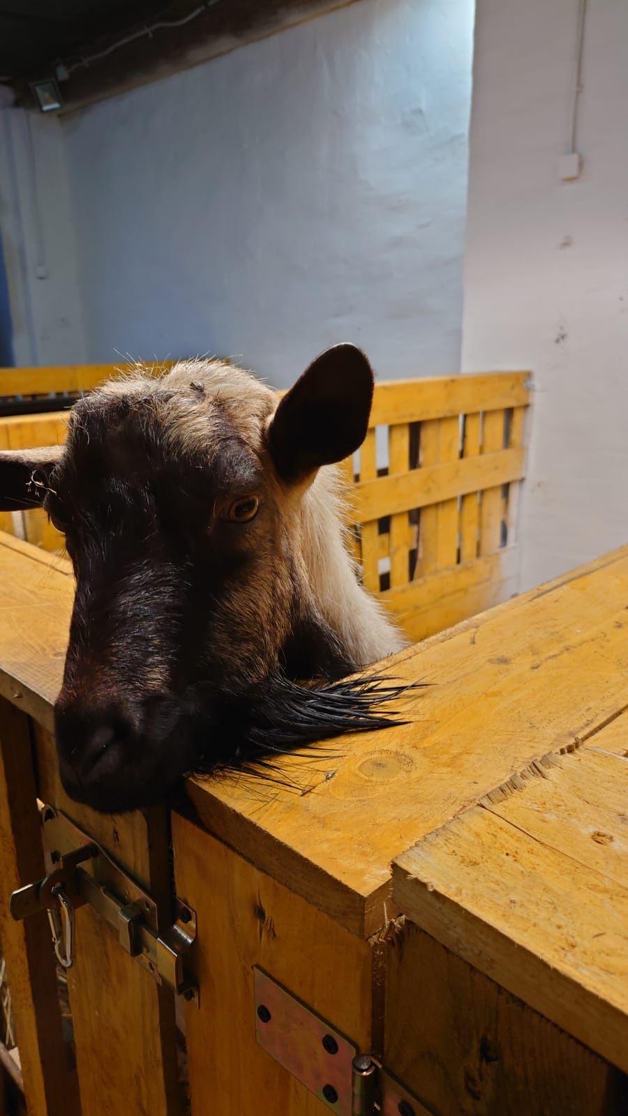 Magia bliskich spotkań: Kraina Lemurów i Agroturystyka Alpaka Konradów