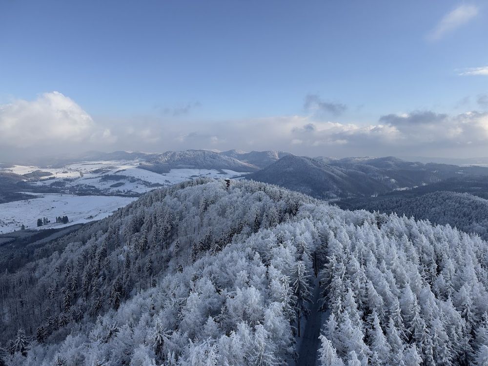 Kładka spacerowa na Dzikowcu.