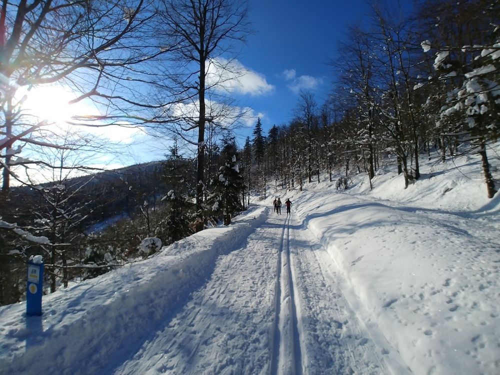 Narciarze biegowi na trasie.