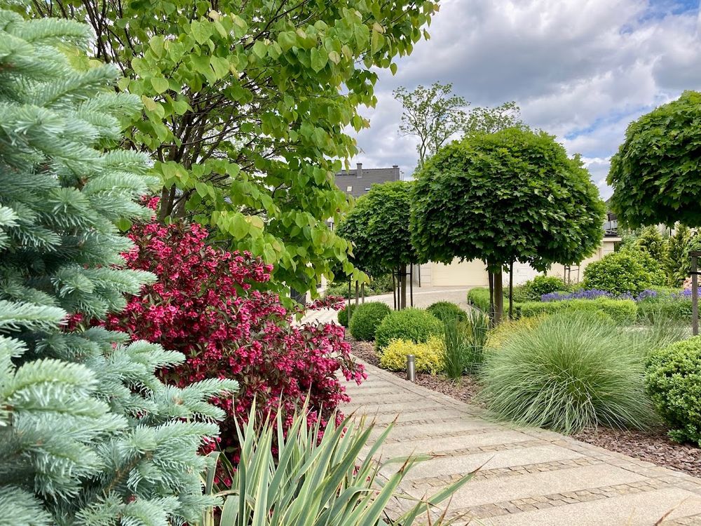 Młody świerk w szkółce.