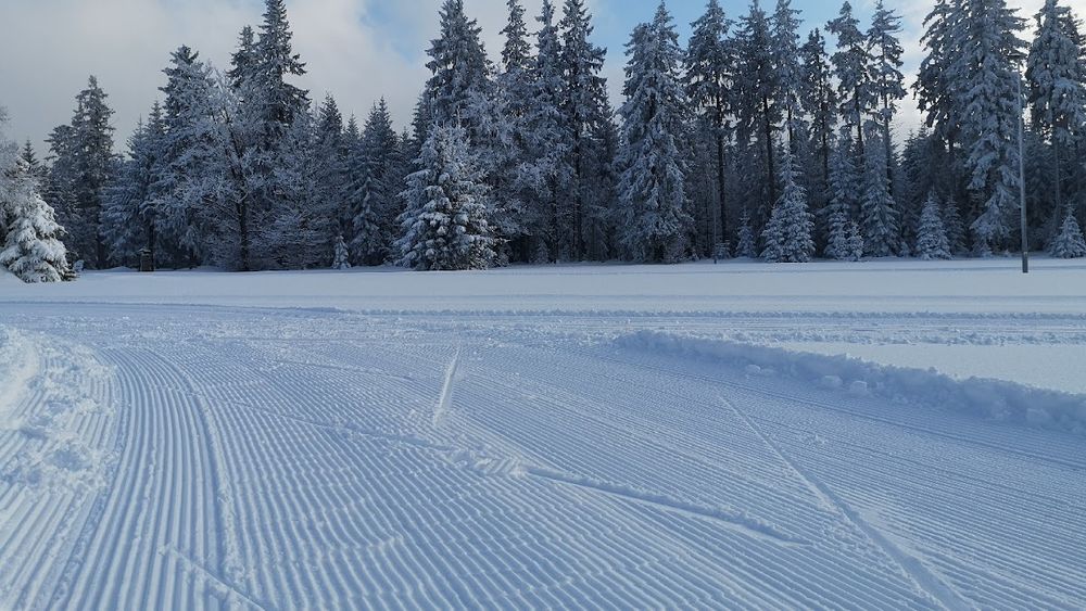 Gęsty las iglasty pod śniegiem pod błękitnym niebem pod słońcem.