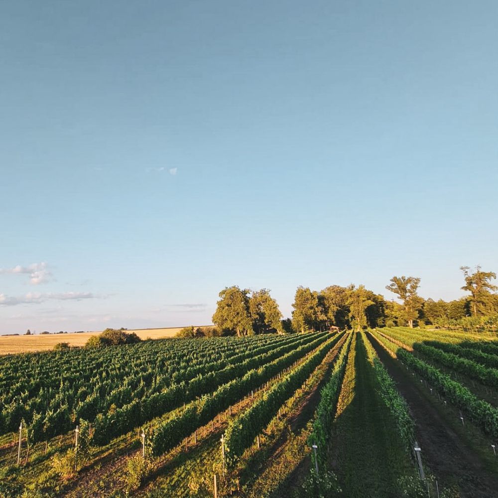 Winnica w zimowej scenerii.