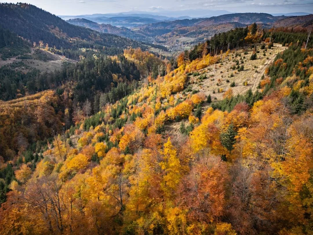 Panorama jesiennych gór z różnokolorowymi drzewami.