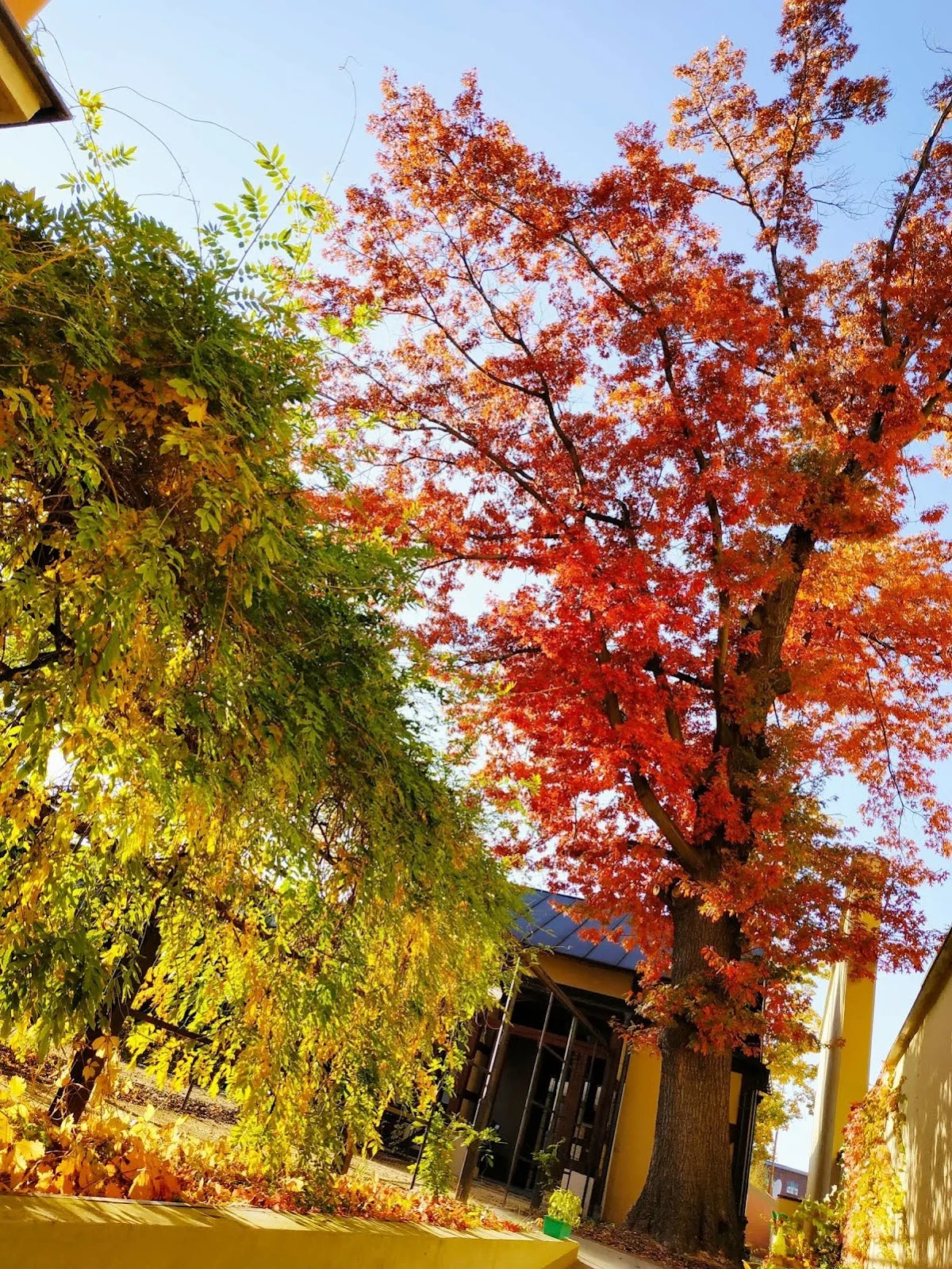 Płonący kominek w salonie otoczony bibelotami.