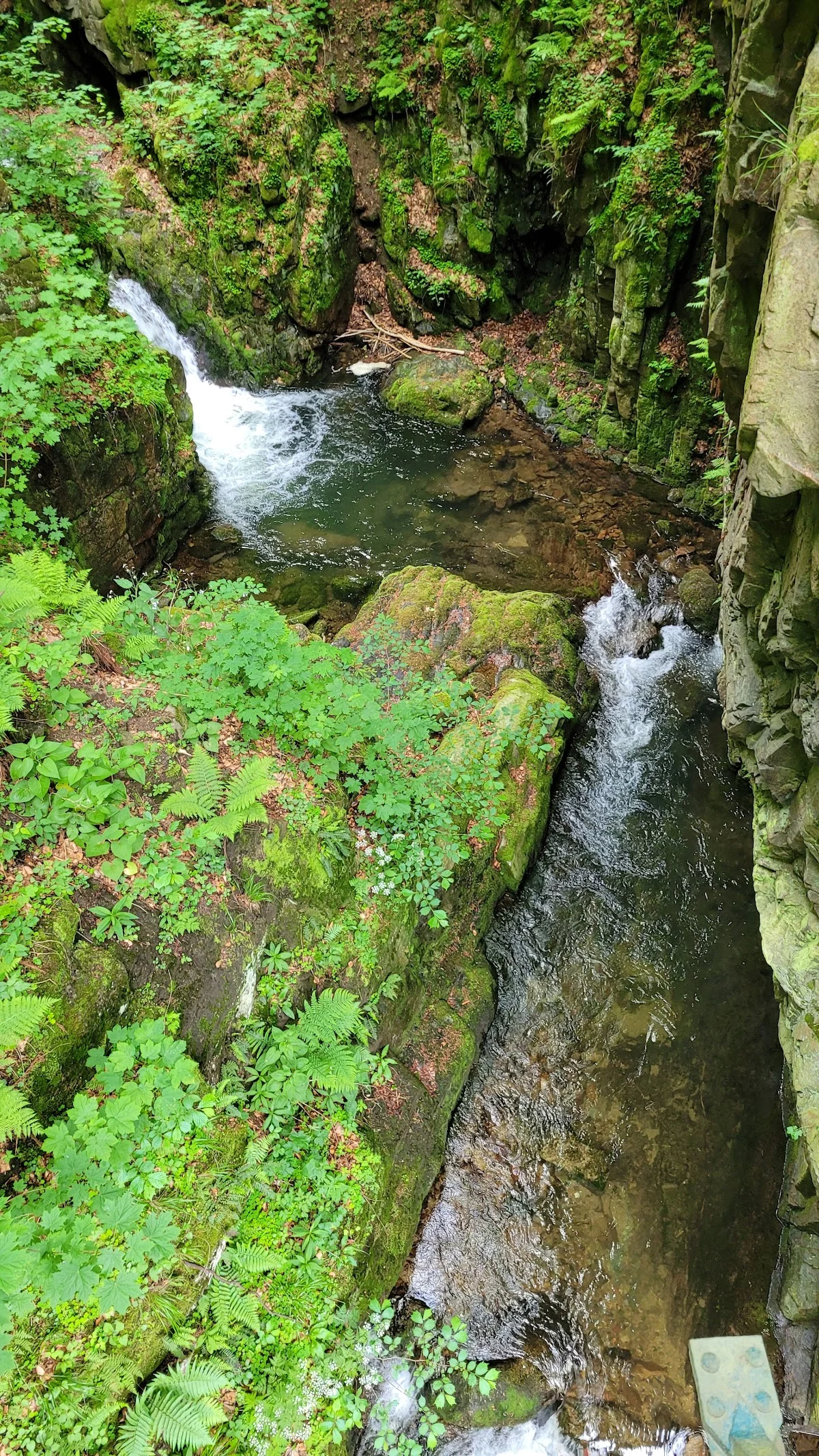 Potok górski płynący przez las.