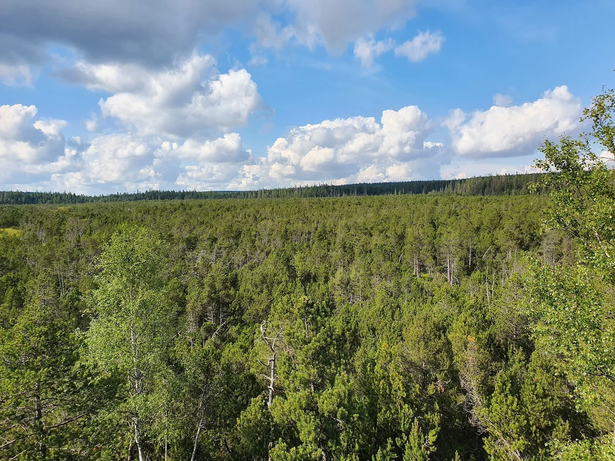 Rozległe torfowisko z rzadkimi drzewami pod błękitnym niebem o świcie.