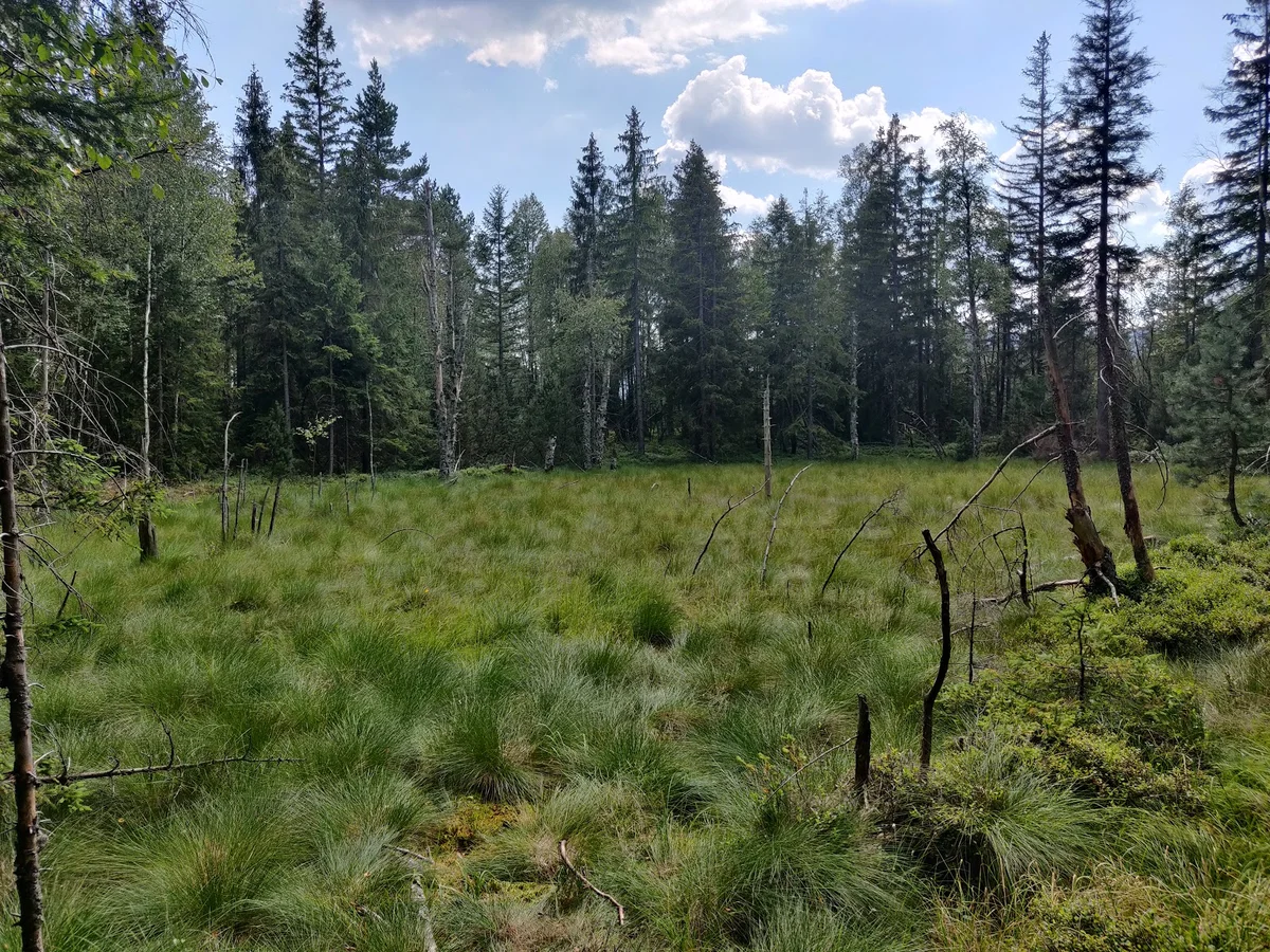Gęsty las iglasty o świcie pod niebem o świcie pod słońcem pod dębem.