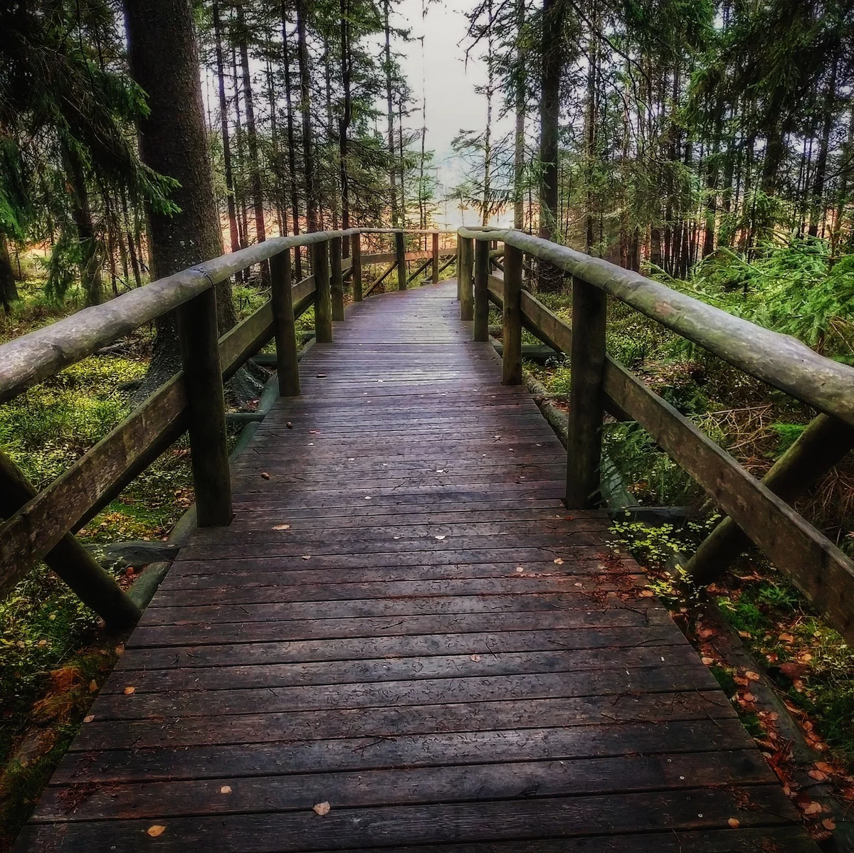 Drewniana kładka edukacyjna nad mokradłami pod niebem pod słońcem.
